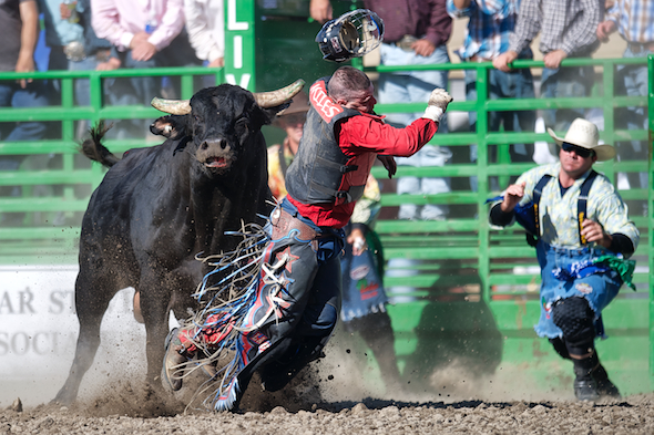 Bull rider Ben Miles III of La Grange, CA takes a shot from Crystal Clear at the Livermore Rodeo in Livermore, CA.